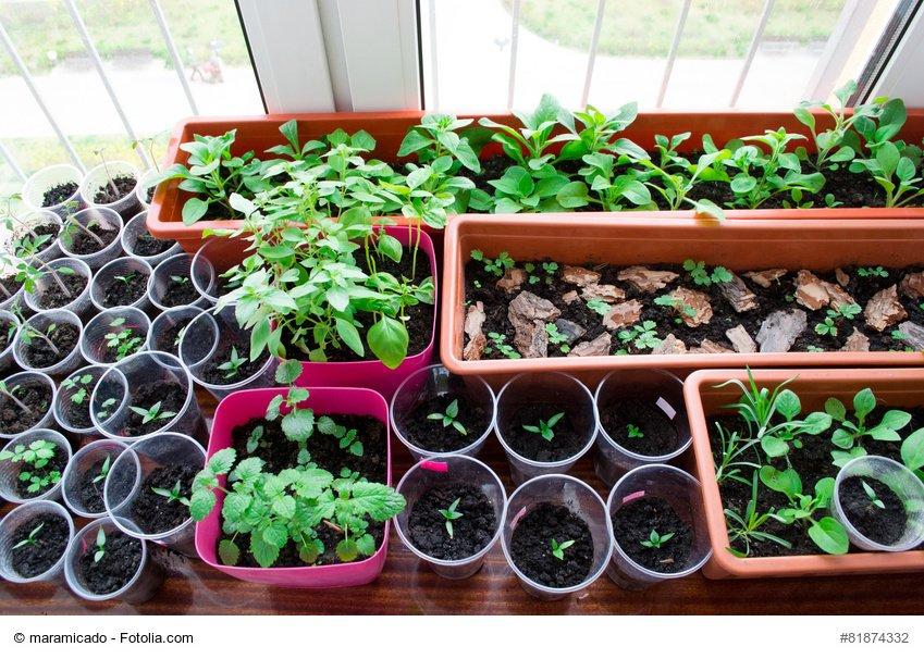 seedlings on a windowsill