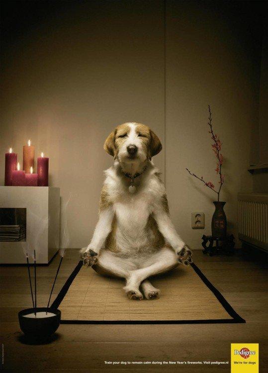 cane che fa yoga