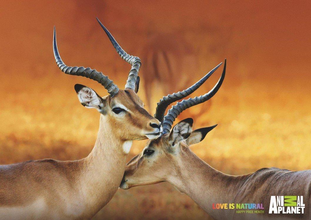 animalplanet_pride_impalas_thumb