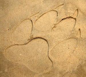 Guerrilla Marketing per Puma: il Mostro