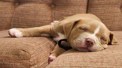 FOTOdacani e Youpet Tv: il mondo visto dalla parte degli animali