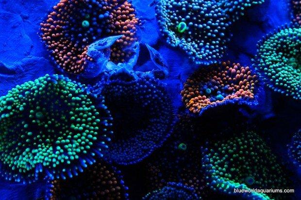 Trasformare la vostra Xbox in un acquario? Certo che si può!