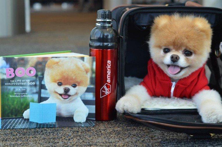Boo, il cane più carino al mondo diventa ambassador Virgin America