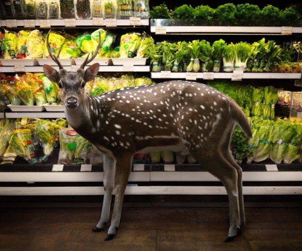 Garden Fresh quando gli animali fanno la spesa