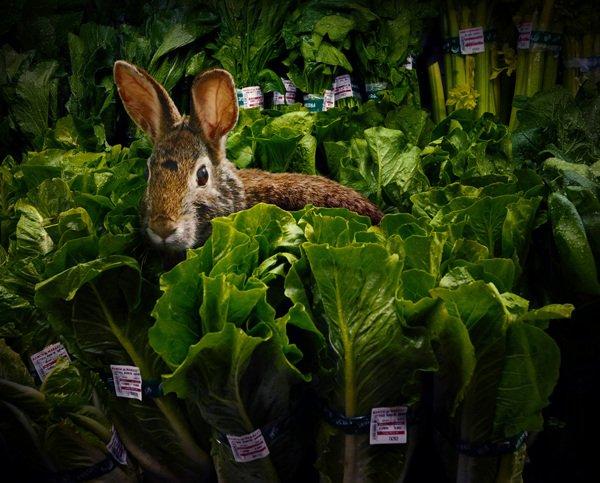 Garden Fresh quando gli animali fanno la spesa