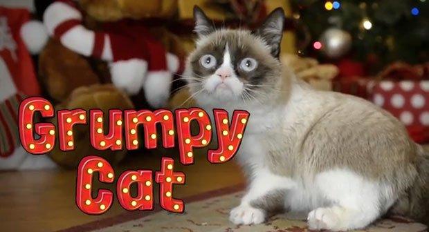 Essere gatti a Natale? È dura, parola di Grumpy Cat [VIDEO]