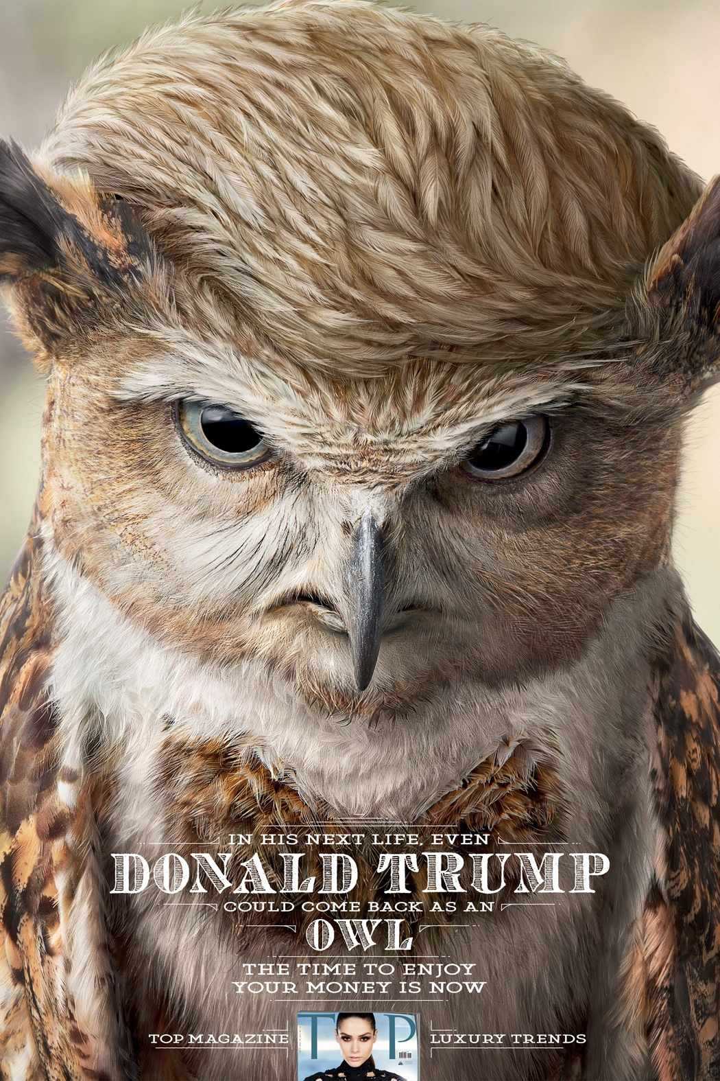 donald trump owl