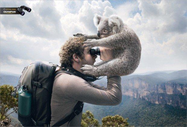 Olympus binocolo koala