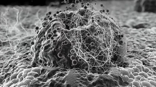 SafeStamp e Heineken