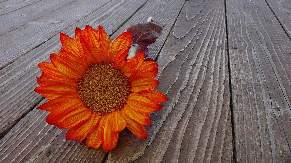 Rosa Digitale, una settimana dedicata alle donne in web e tech