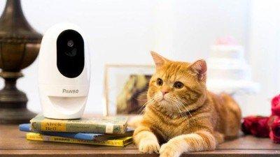 PawBo: mai più cuccioli da soli a casa!