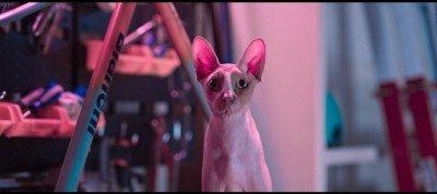 Abbiamo intervistato i creatori del video con i gatti più tristi del mondo
