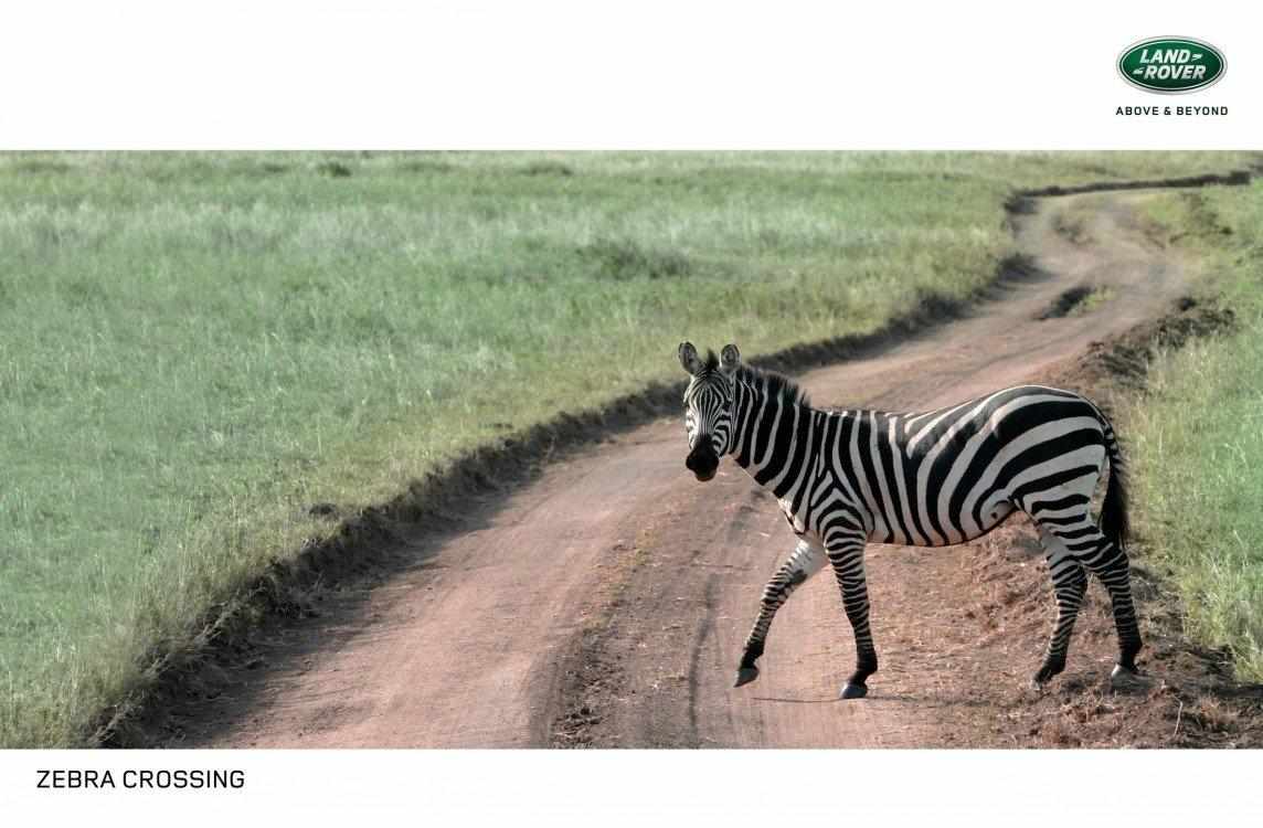 zebra_crossing_0