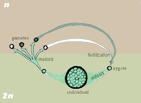 gene dell'immortalità