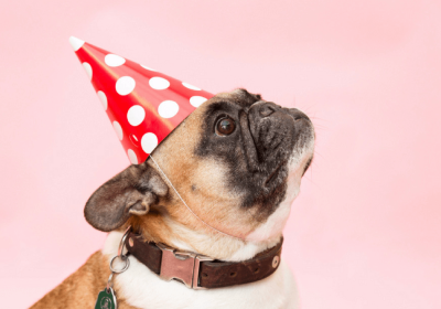 Viaggio nei social a quattro zampe (spoiler: un post può valere da 200 a 10 mila euro)