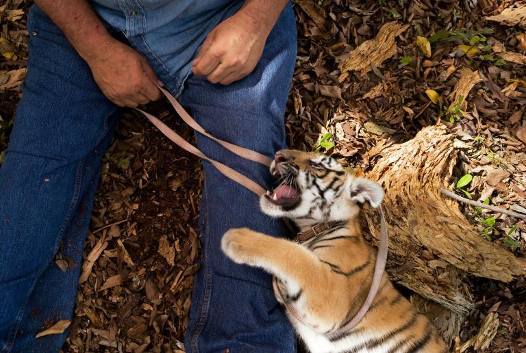 01-ecommerce-wildlife-trade.adapt.768.1