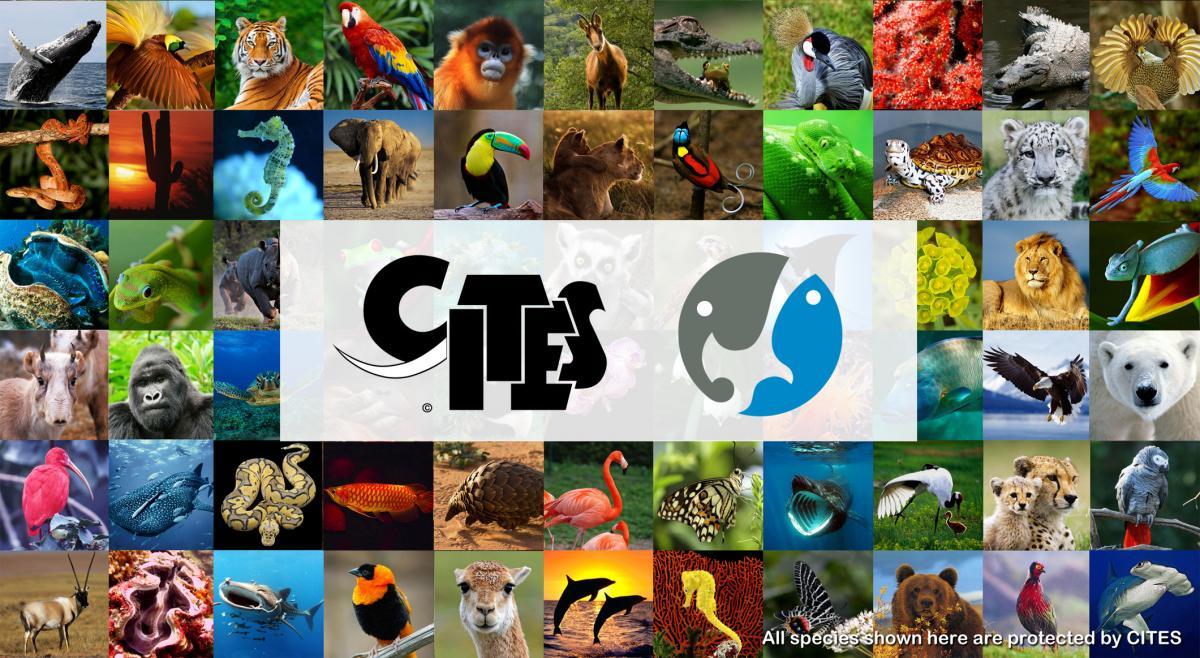 CITES-commercio-illegale