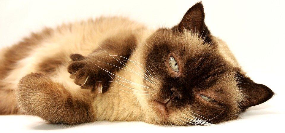 La faccia di un SEO specialist prima di ricorrere al disavow