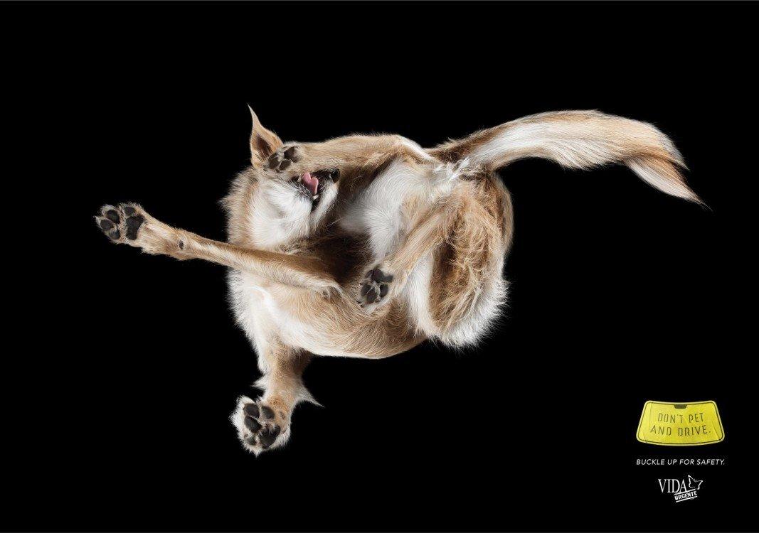 atwpets_morya_omnicom_03