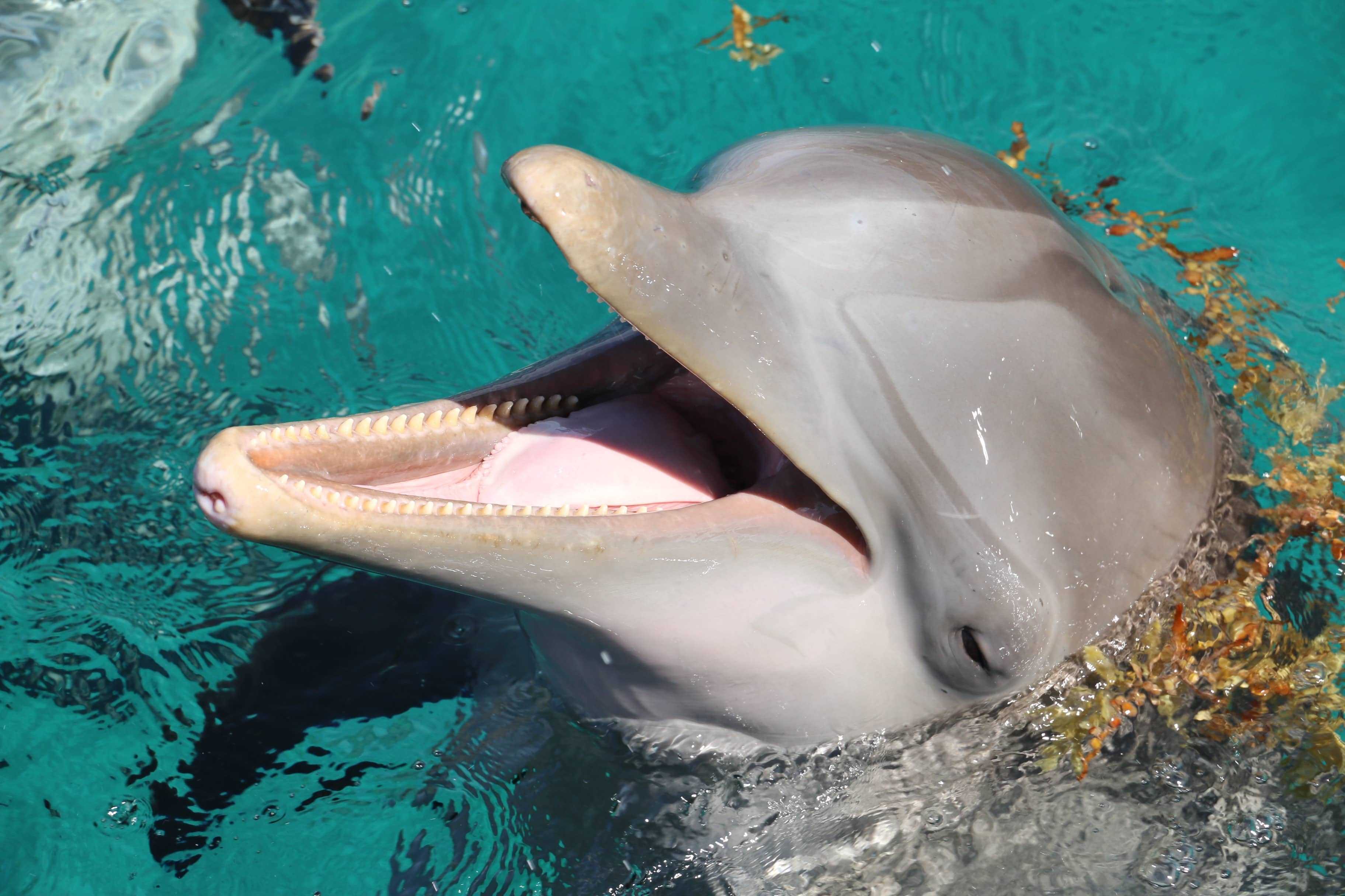 cronotipo delfino