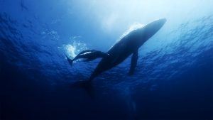 Huawei vuole trasformare i suoni delle megattere in melodia, grazie all’Intelligenza Artificiale