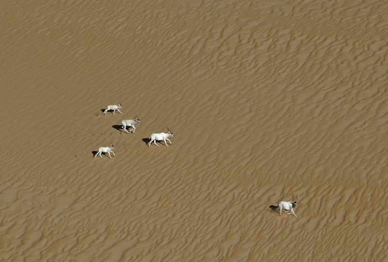 Addax-antilopi-sahara-conservation