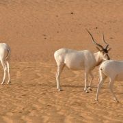 antilopi_addax_wwf