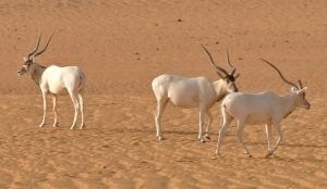 I droni vengono usati contro il rischio estinzione delle antilopi in Niger
