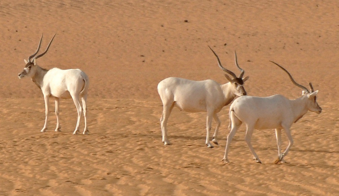 I droni vengono usati contro il rischio estinzione delle antilopi in Niger