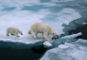 I social media hanno aiutato a sensibilizzare sul Climate Change, ma hanno dato spazio anche agli scettici