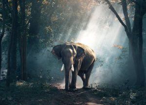 Earth Day 2019: ecco quali sono i brand che vogliono salvare il pianeta