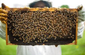 Le api continuano a morire: ecco quali iniziative sono in campo