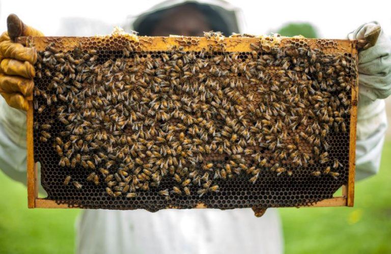 Le api continuano a morire: ecco quali iniziative sono in campo