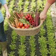 documentari-food