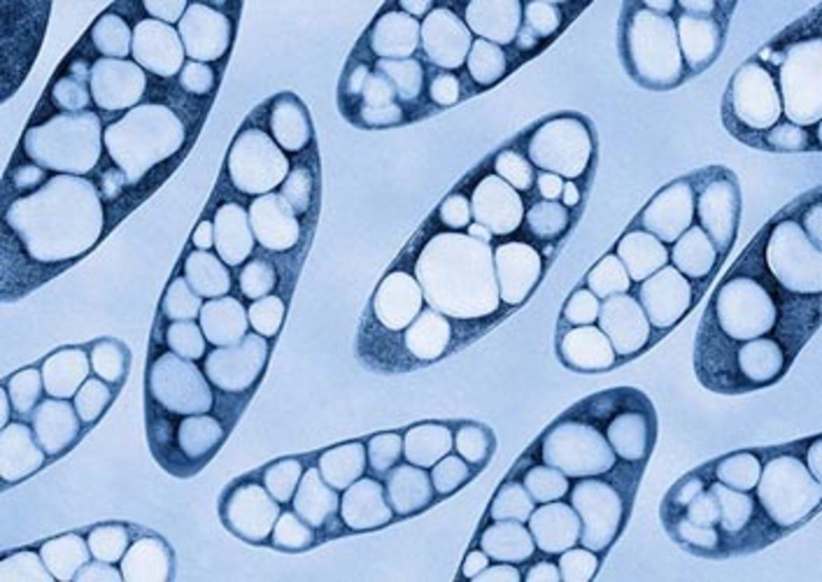 plastica biodegradabile-batteri-pha