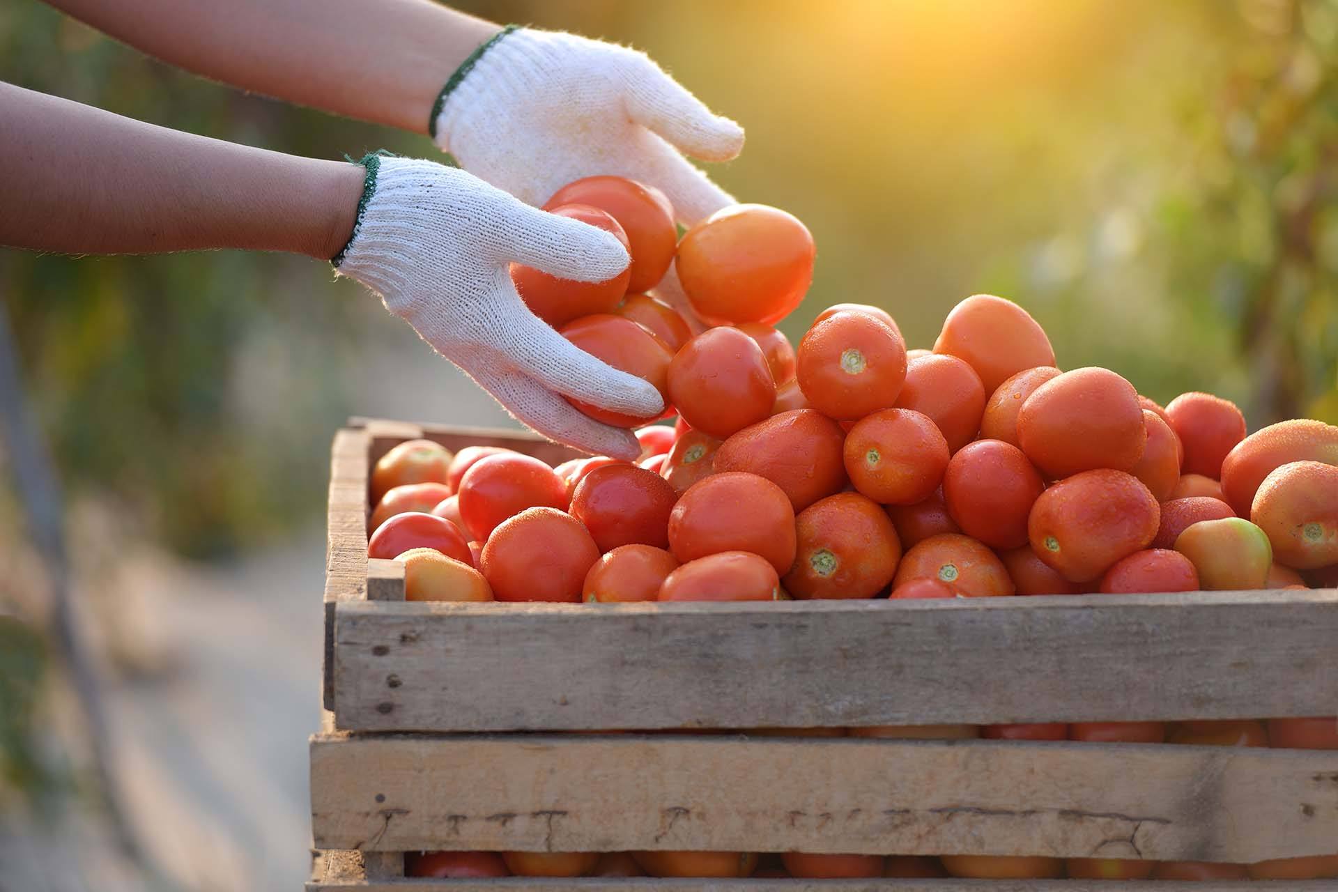 filiera-agroalimentare-italia-coronavirus