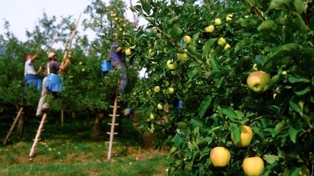 filiera-agroalimentare-raccolta-frutta-italia