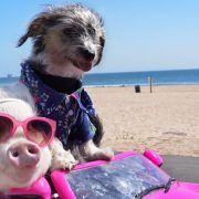 pet-influencer-hamlet-piggy-ninja-marketing