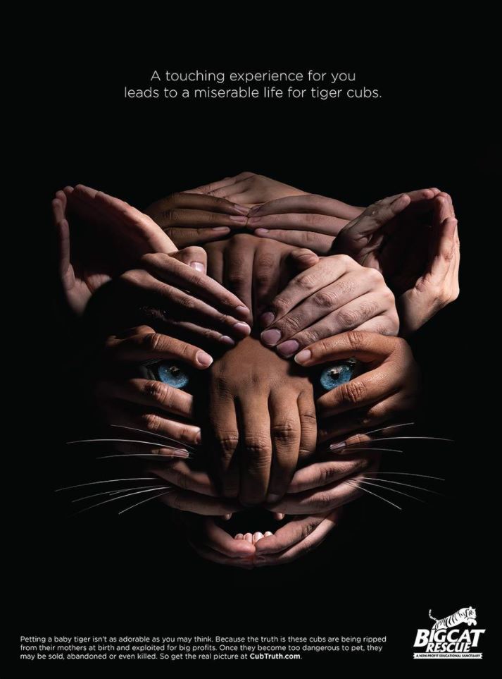 big cat adv