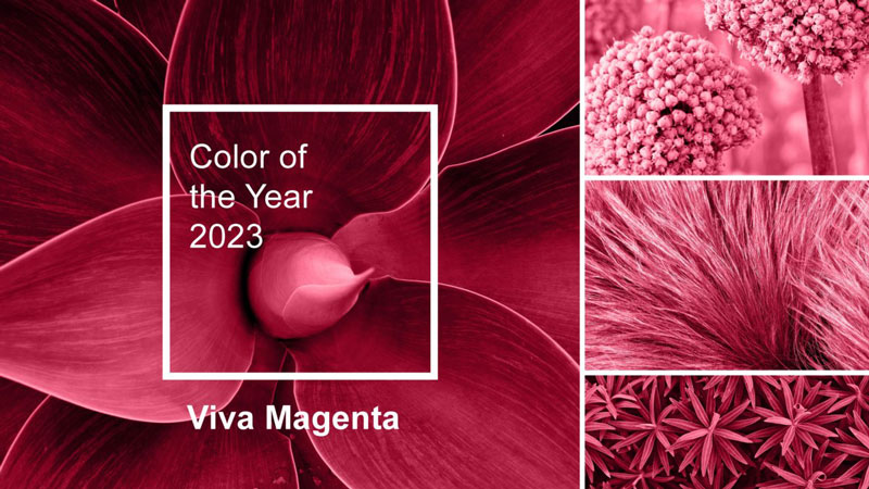 pantone viva magenta